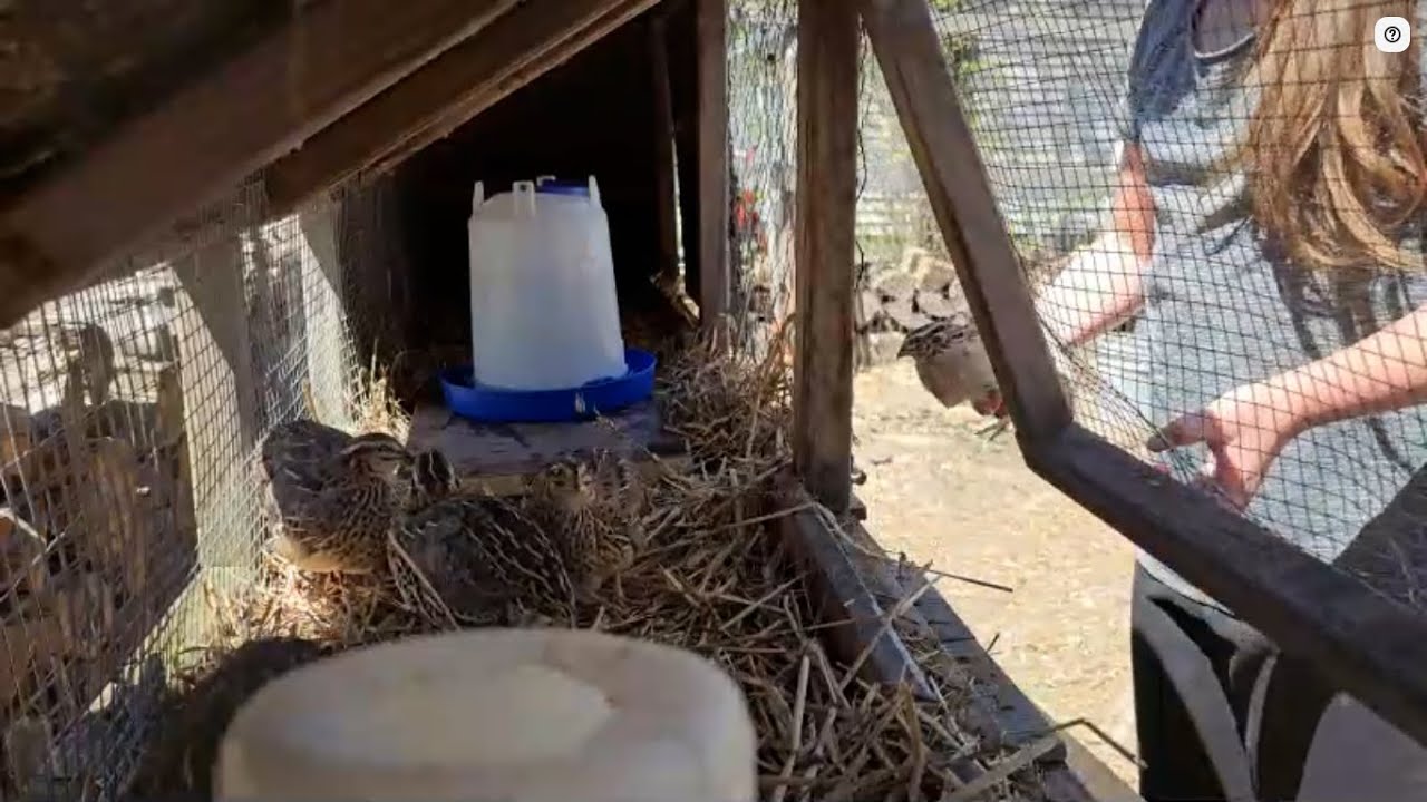 Каких животных можно разводить на городском участке, не беспокоя соседей?