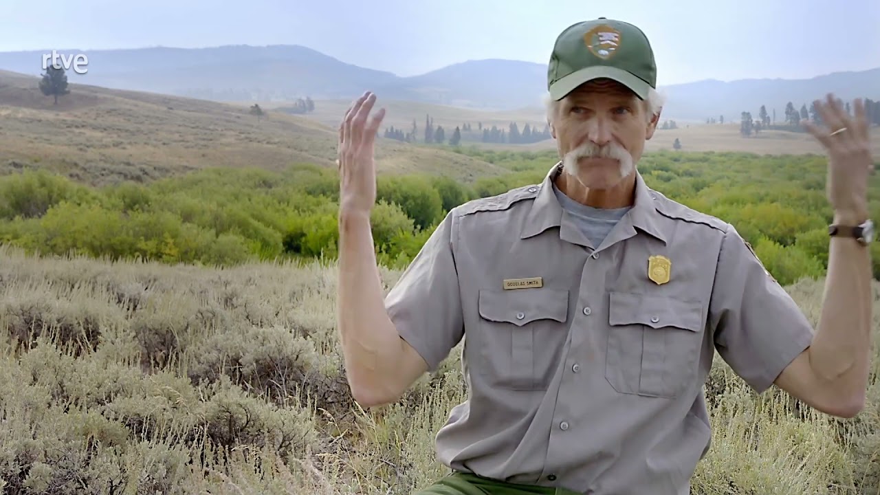 EL REGRESO DEL LOBO  &iquest;C&oacute;mo ha cambiado el Parque Nacional de Yellowstone
