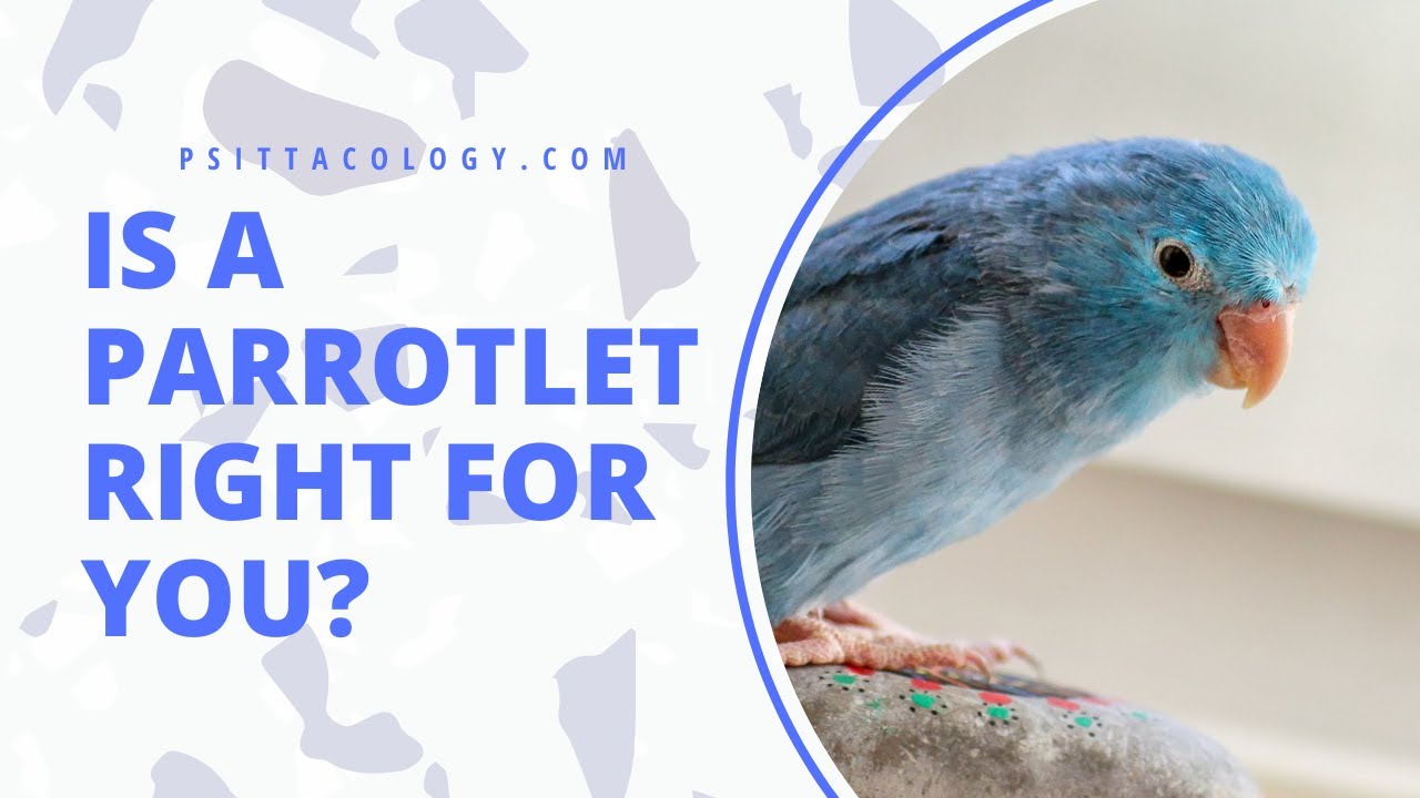 is a parrotlet right for you?