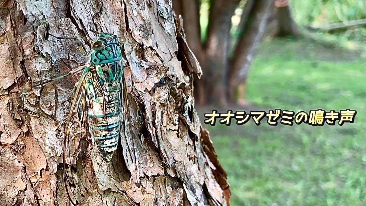 オオシマゼミ セミの鳴き声沖縄 Meimuna oshimensis 沖縄の蝉図鑑