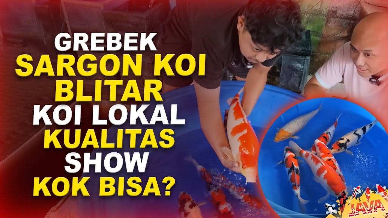 GREBEK FARM KOI VIRAL SARGON KOI BLITAR