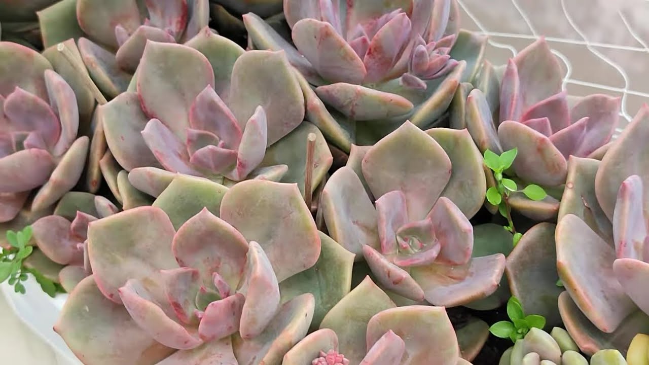 Nezihe hanımın kargosu kocaeli yolcusu🌺🌹#succulent #aboneol 