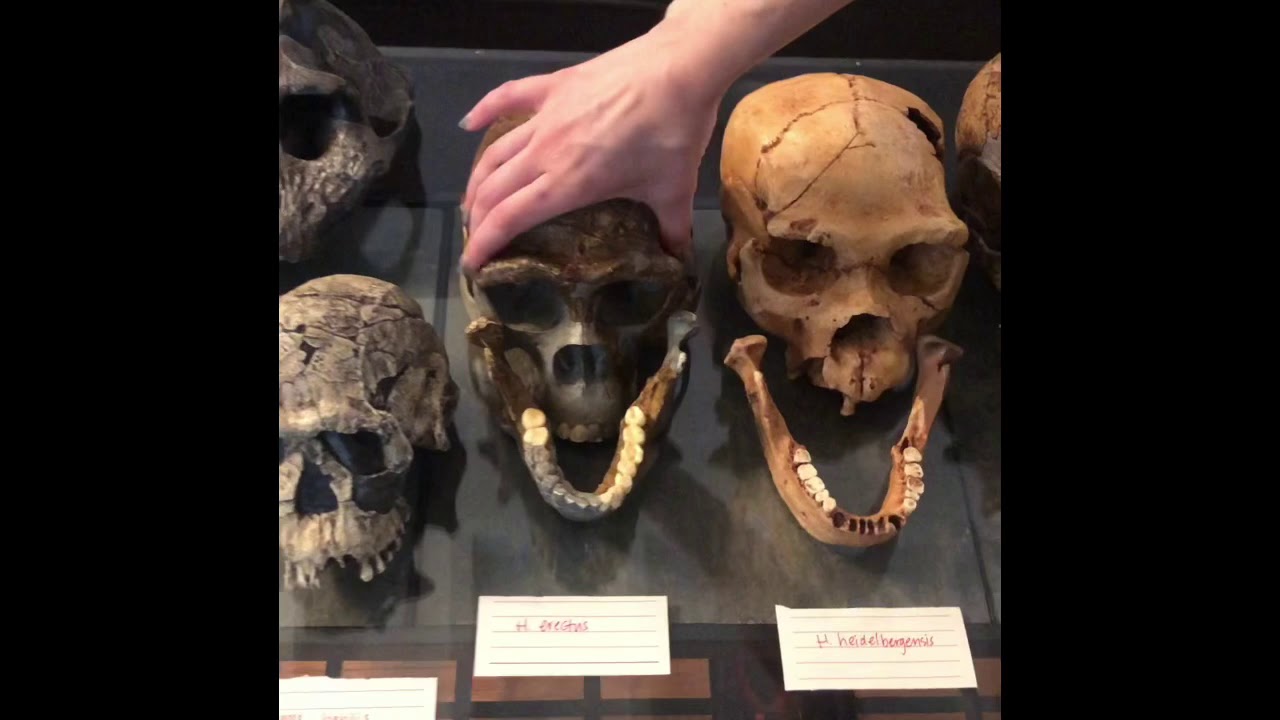 Comparative Hominin Skulls