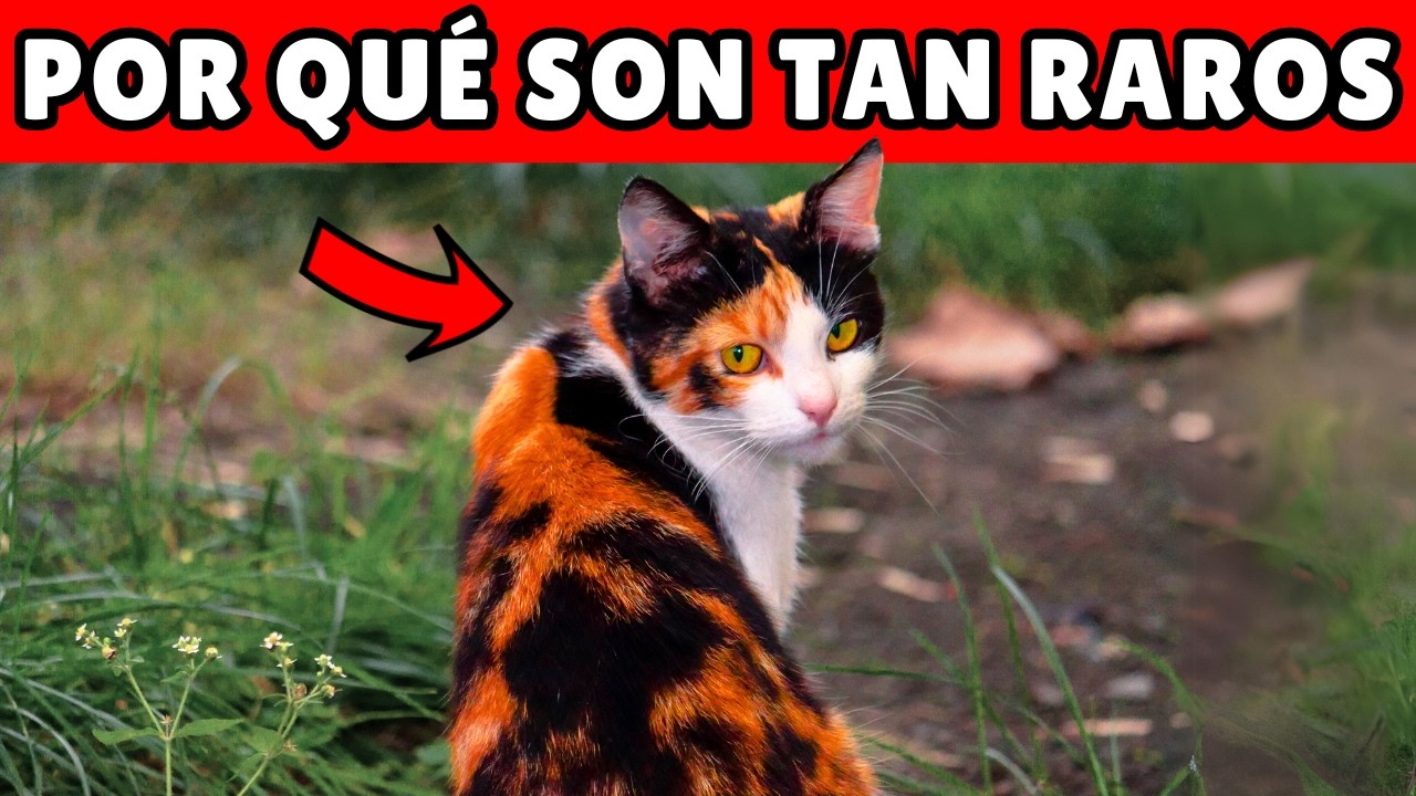 Los gatos CALICÓ son los más raros del mundo (y esta es la razón)