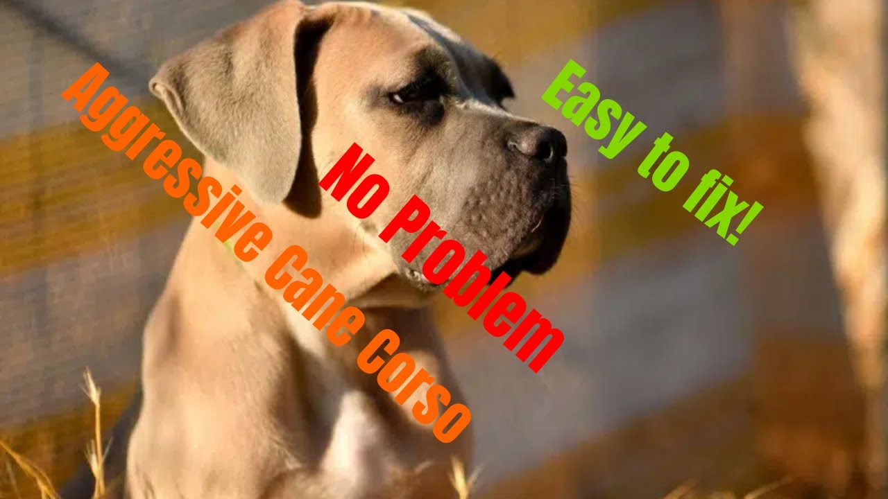 Aggressive Cane Corso