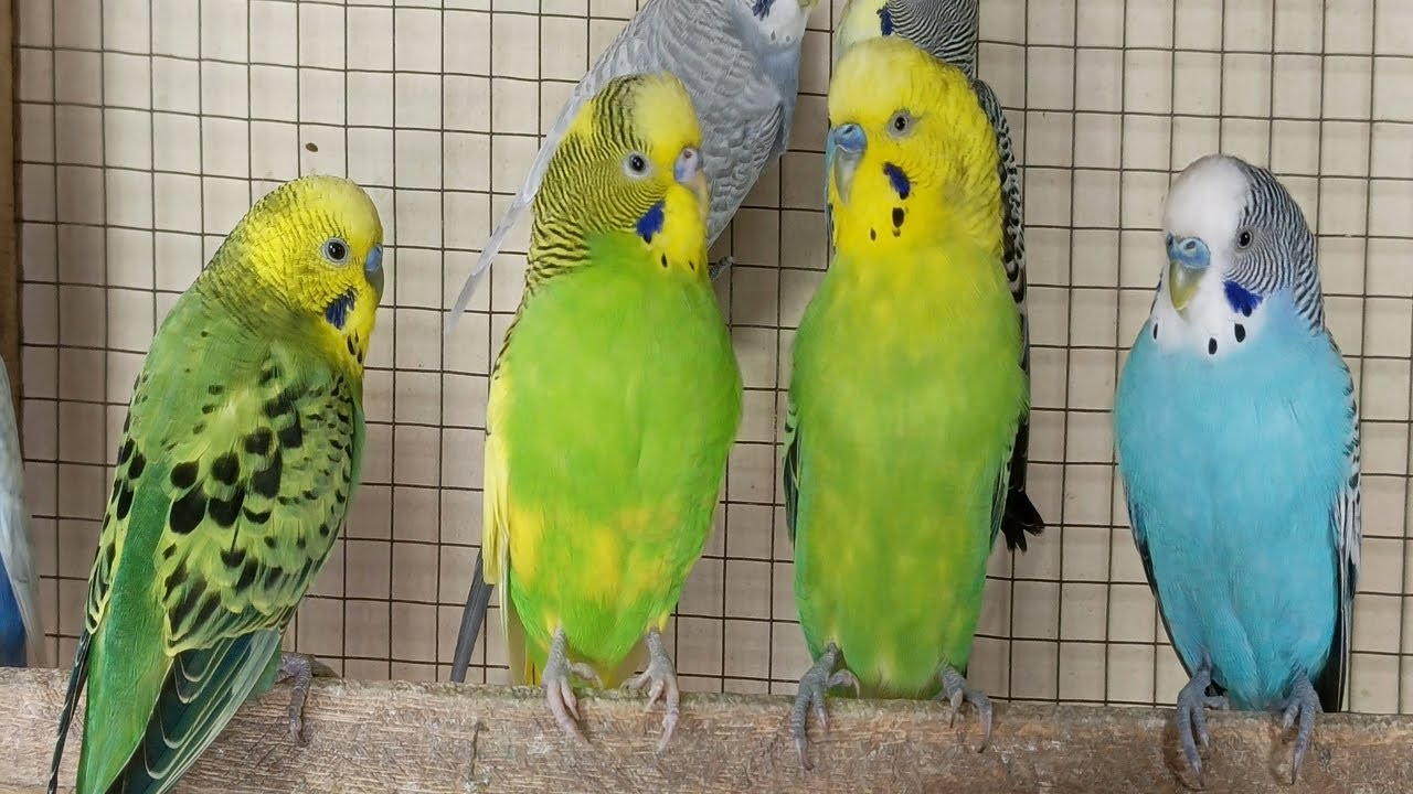 3 hour Happy summer budgies songs for your budgies to sing along