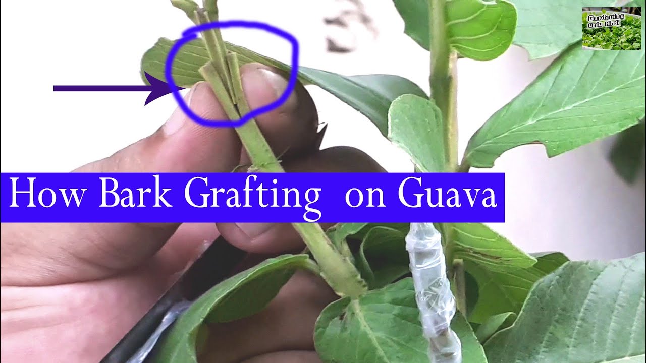 How Bark Grafting on Guava Plant