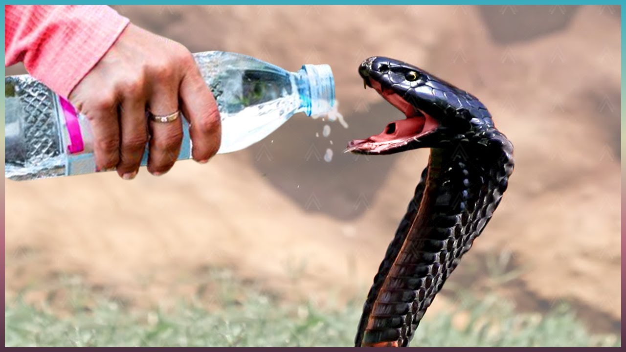 Animaux Qui Ont Demand&eacute; De L'aide Aux Humains!
