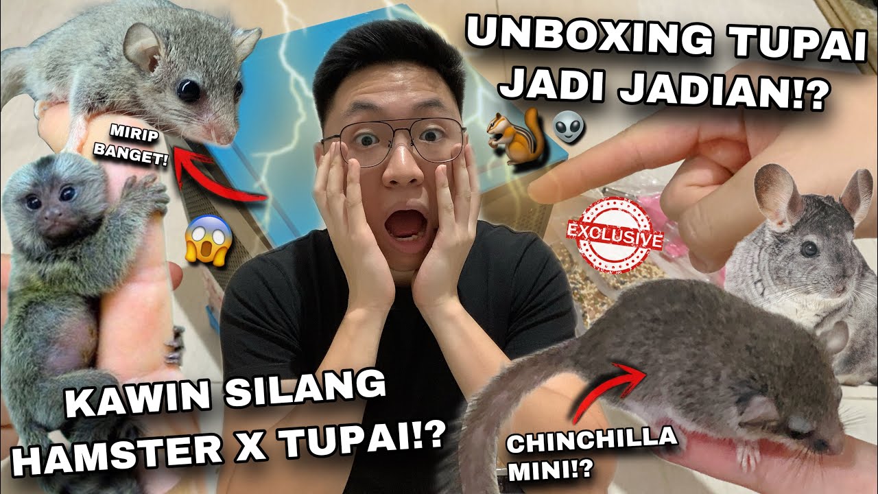 HEWAN PELIHARAAN LUCU, UNIK DAN MASIH LANGKA BANGET DI INDONESIA!? AFRICAN PYGMY DORMICE