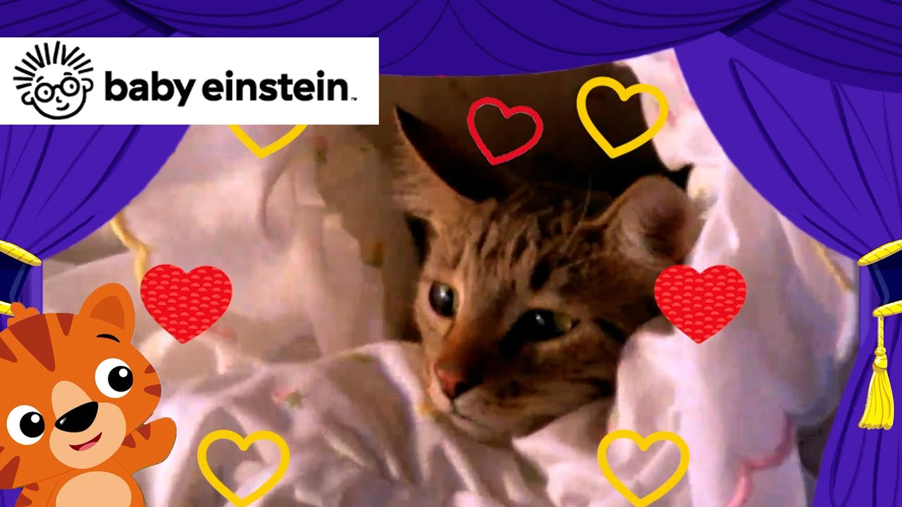 All About Cats | New Classics | Baby Einstein | Toddlers Learning Show | Kids Cartoons