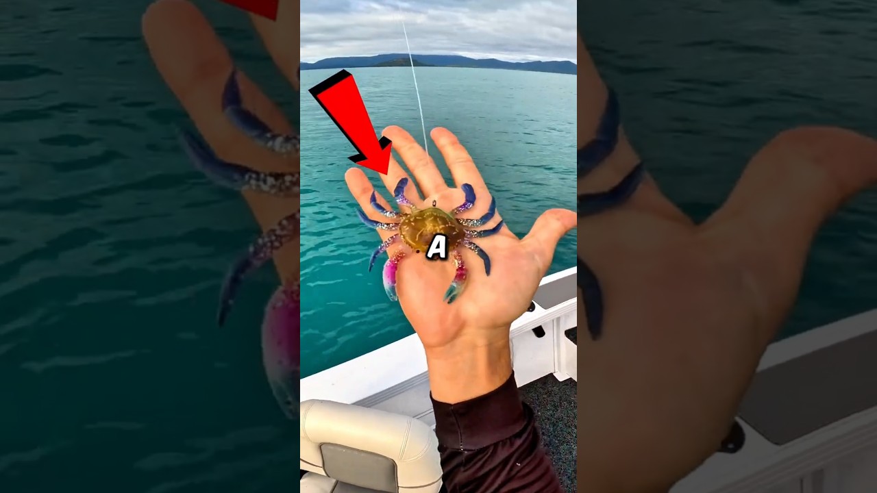 Amazing Crab Lure!