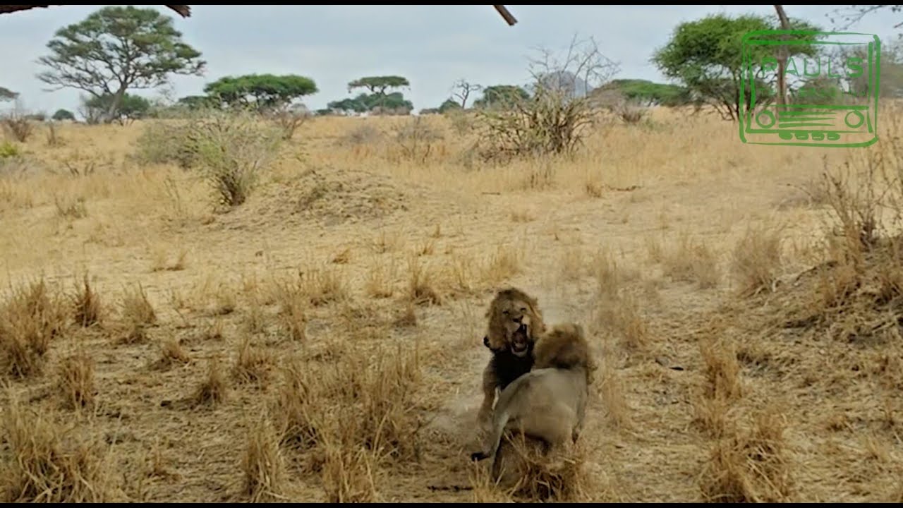 Privésafari in Tanzania 2025