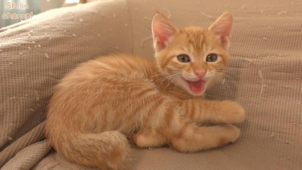 【生後49日】話しかけると嬉しそうにお返事してくれる子猫