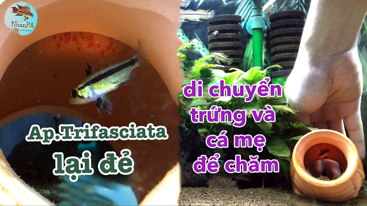 Ap.Trifasciata lại đẻ, lấy trứng và cá mẹ qua bể riêng | Cá phượng hoàng hoang dã