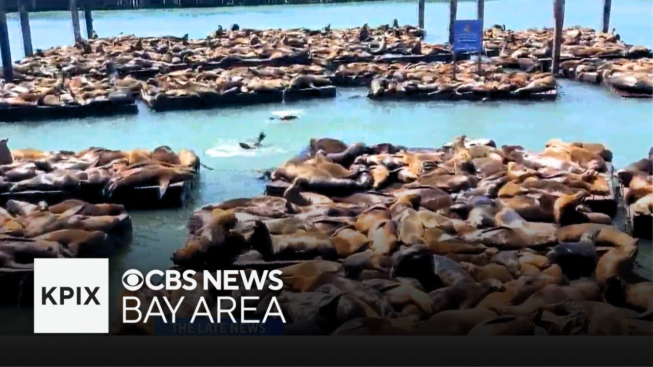 Sea Lion Invasion on Pier 39 in San Francisco Brings Highest Numbers in 15 Years!