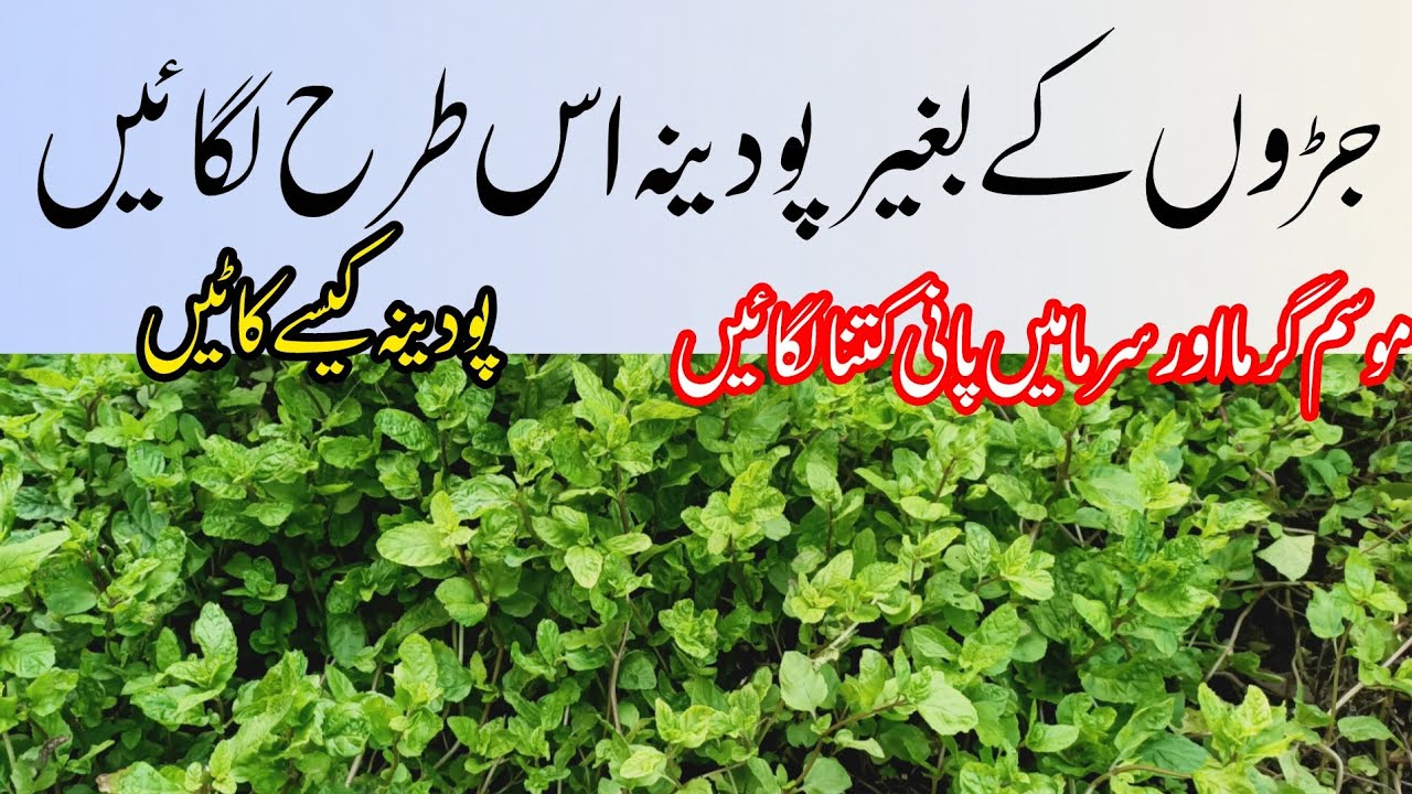 Best Mint Planting Technique 😄| KH Garden 🏡|پودینہ لگانے کا سب سے آسان طریقہ