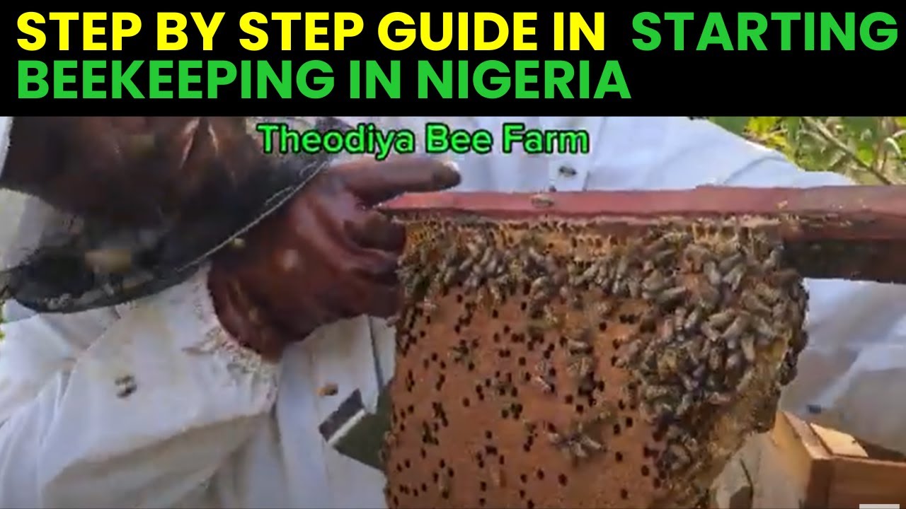 Step by Step Guide to starting beekeeping in Nigeria. Part 1 #HoneyHarvest