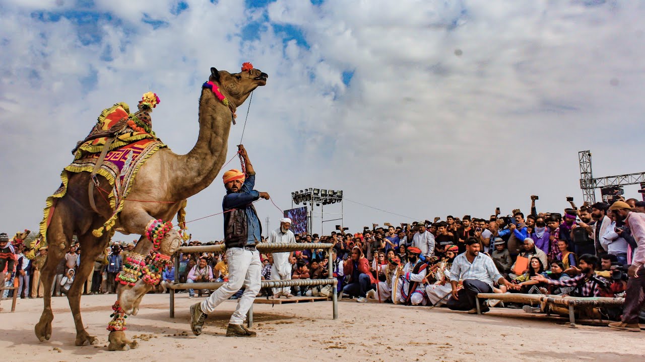 International Camel Festival 2019 🔥 | Video Trailer