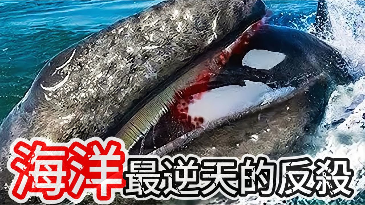 10個惹錯對手的動物反殺! 鹹水鱷和大白鯊到底誰更強? 第一名簡直就是巨無霸大戰!