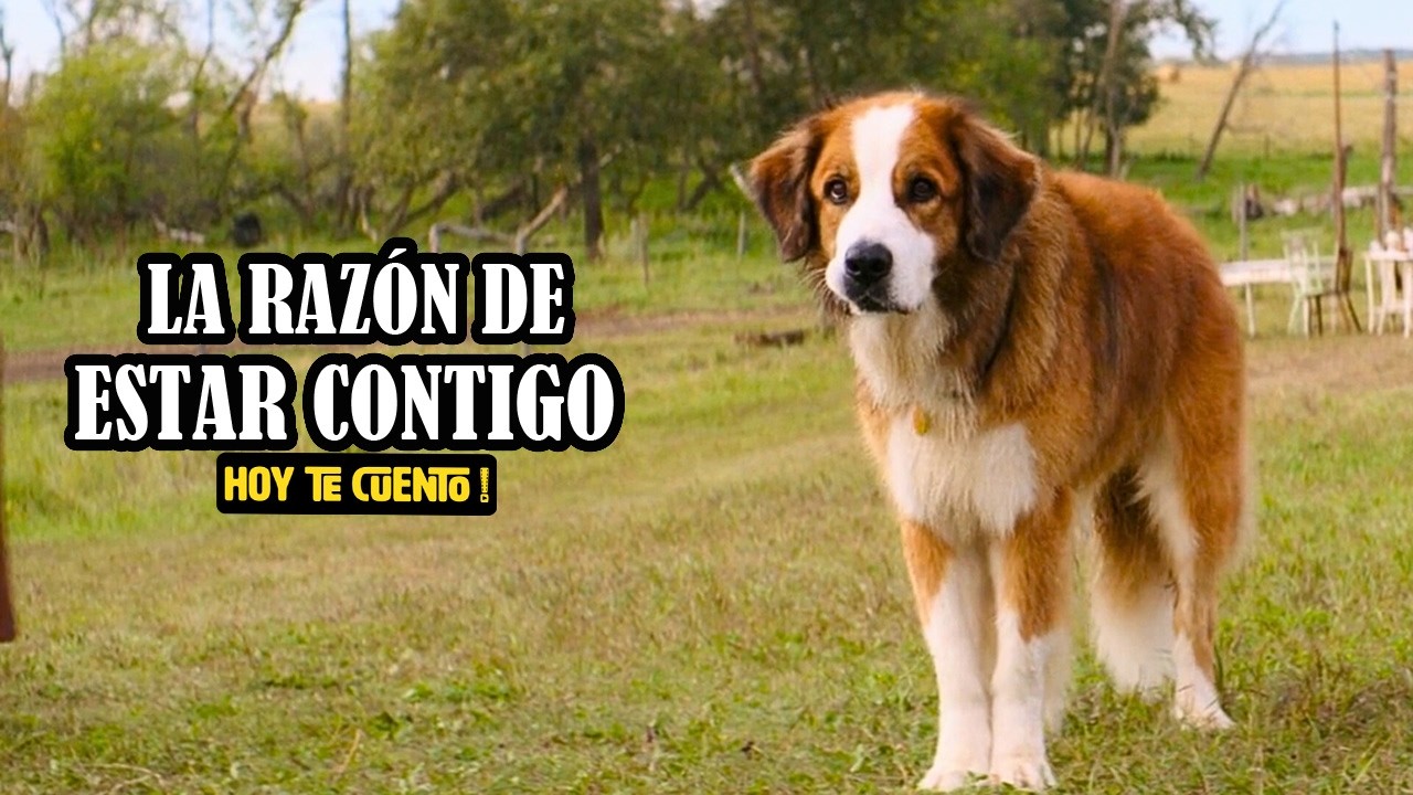 Perrito REENCARNA cada vez que MUERE | La Razon de Estar Contigo | Resumen