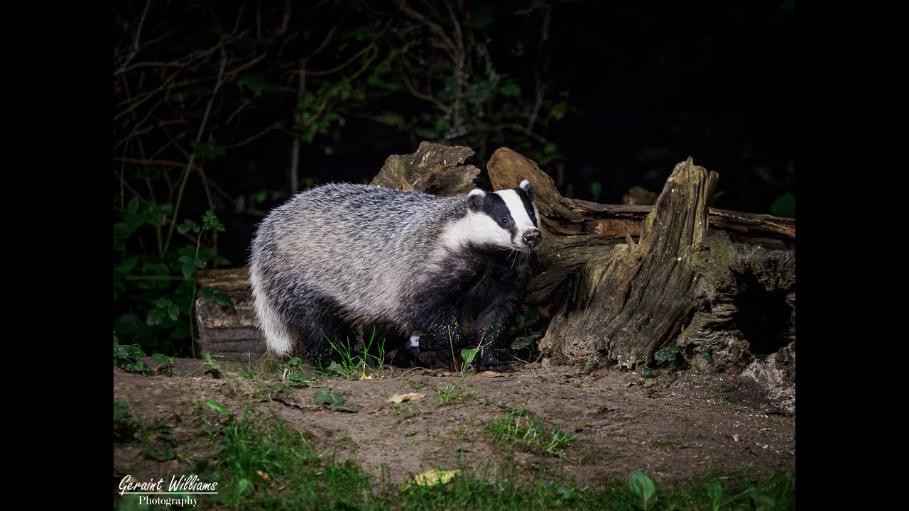 Mustelids Netherlands 2025