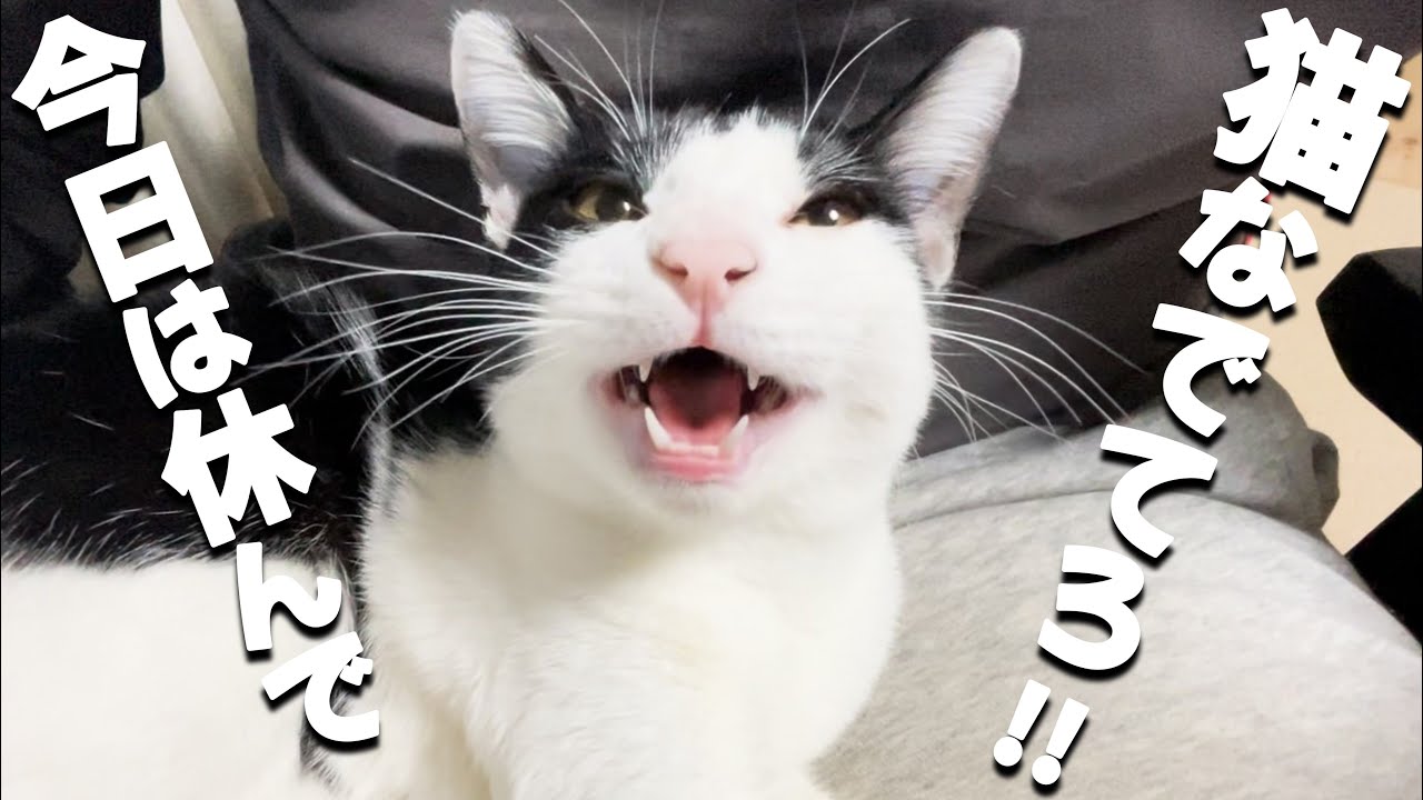 主が風邪をひいたら猫たちがやさしかった