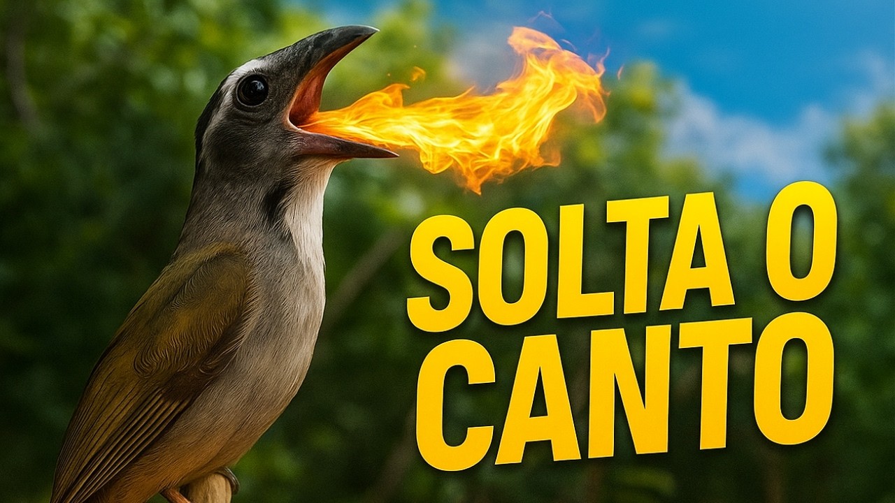 SOLTA O CANTO ESQUENTAR TRINCA FERRO ESTIMULANTE DE FIBRA