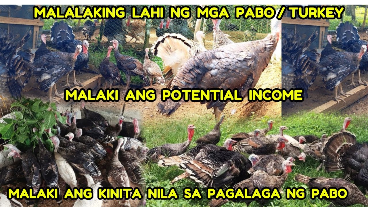 PABO PWEDI KUMITA NG MALAKI MAGADANG PANG DAGDAG SA FARM / TURKEY FARM