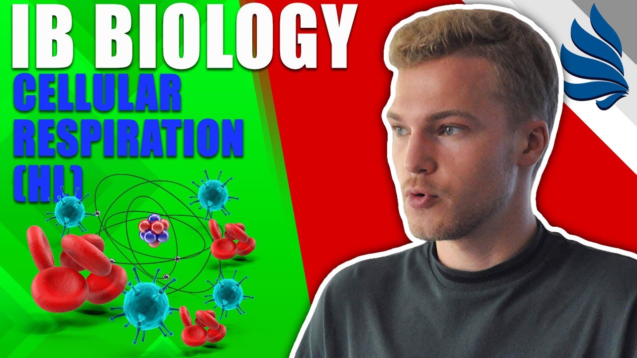 IB Biology Revision: Cellular Respiration (HL)!