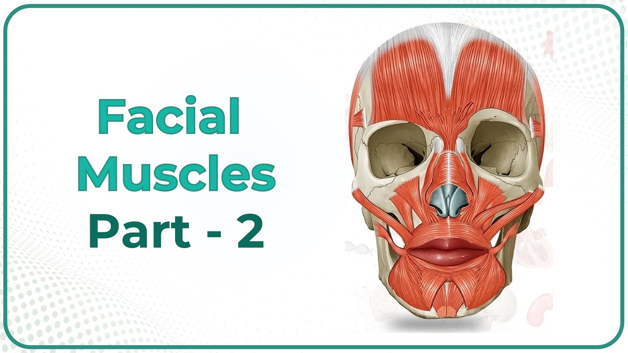 Facial muscles Anatomy animation Part 2 : Oral Group