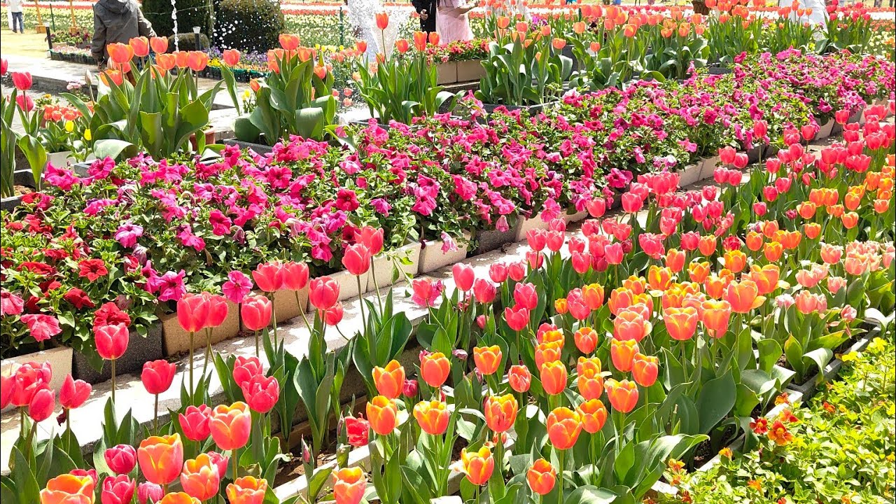 Tulip garden Srinagar Jammu and Kashmir 🌷🌷🌷🌷🌷🌷🌷🌷🌷🌷🌷🌷🌷🌷🌷🌷🌷🌺🌹🌺🌹🌺