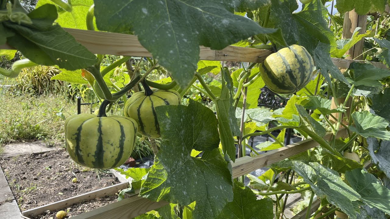 A new way to grow climbing squash