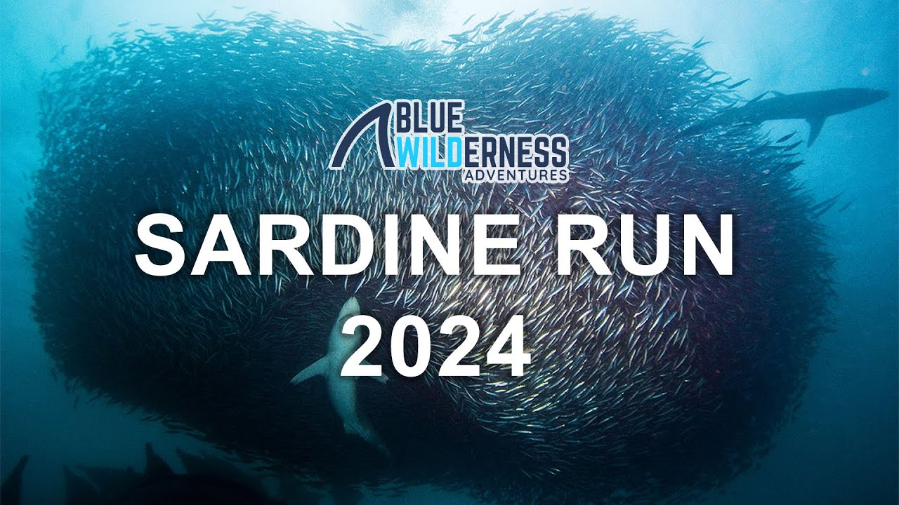 Sardine Run 2024