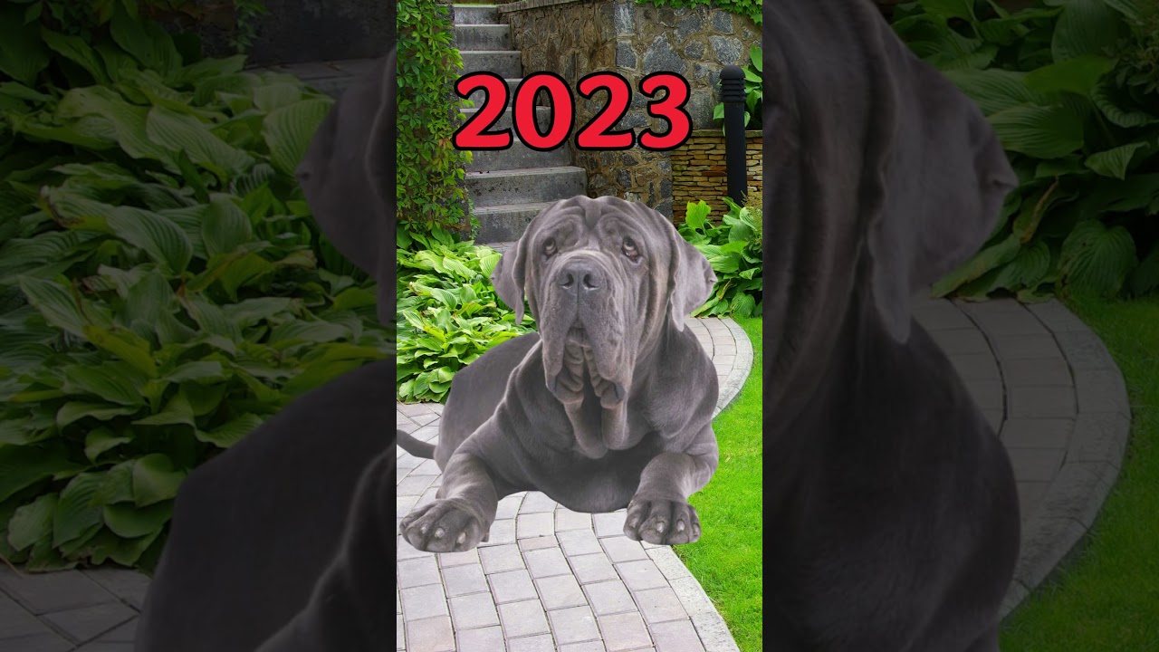 2023 Neapolitan Mastiff vs 5000 bce Neapolitan Mastiff