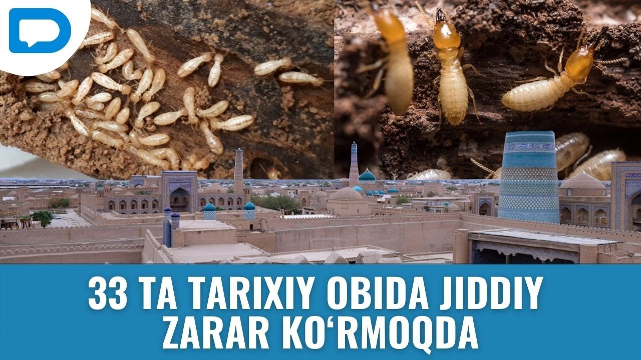 Xivadagi tarixiy obidalarda nega termitlar koʻpaymoqda?
