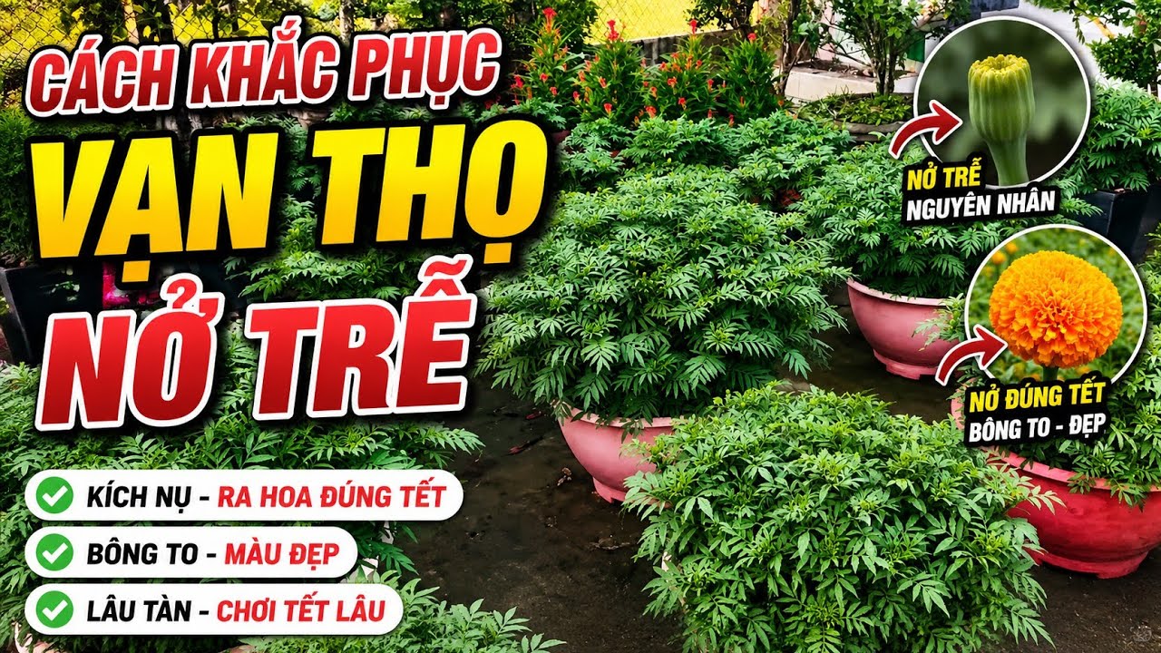 cách khắc phục bông vạn thọ nở trễ hiệu quả 100% - huỳnh cập nhật 