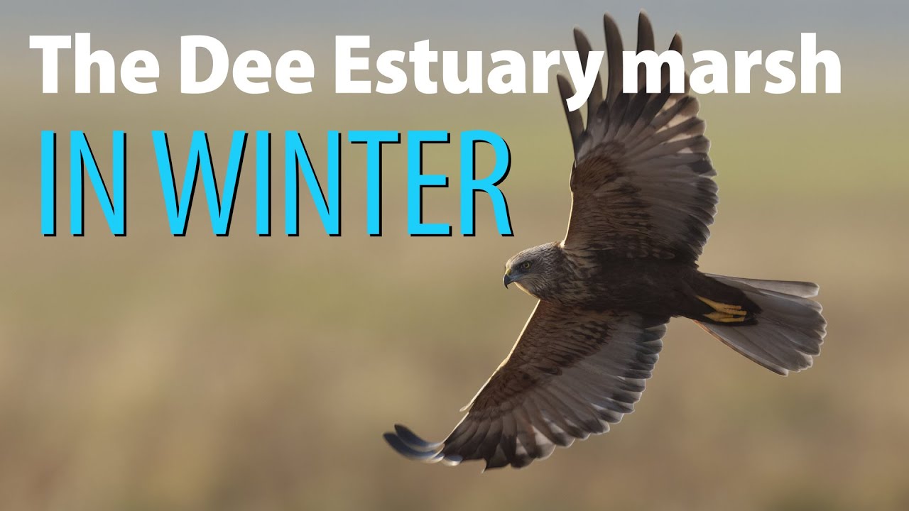 The Dee Estuary marsh in Winter