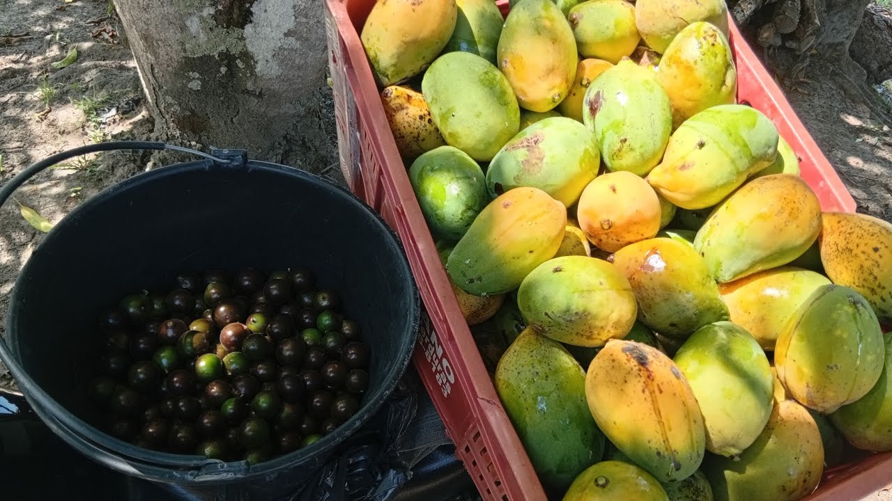 #muitas fruta se perdendo no sítio veja que Tanta futura meu povo 