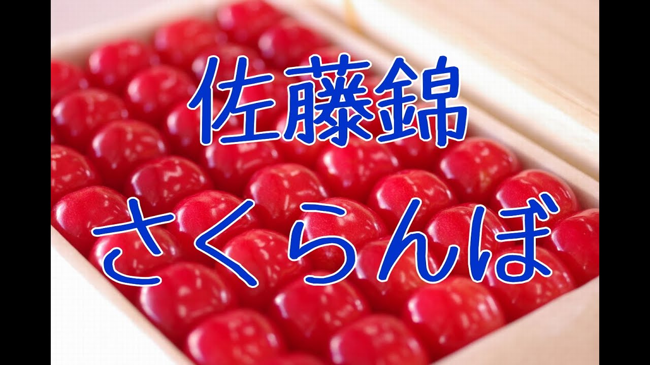 お中元さくらんぼ佐藤錦ギフトに、通信販売で果物をお取り寄せ。Sato Nishiki Japanese cherry
