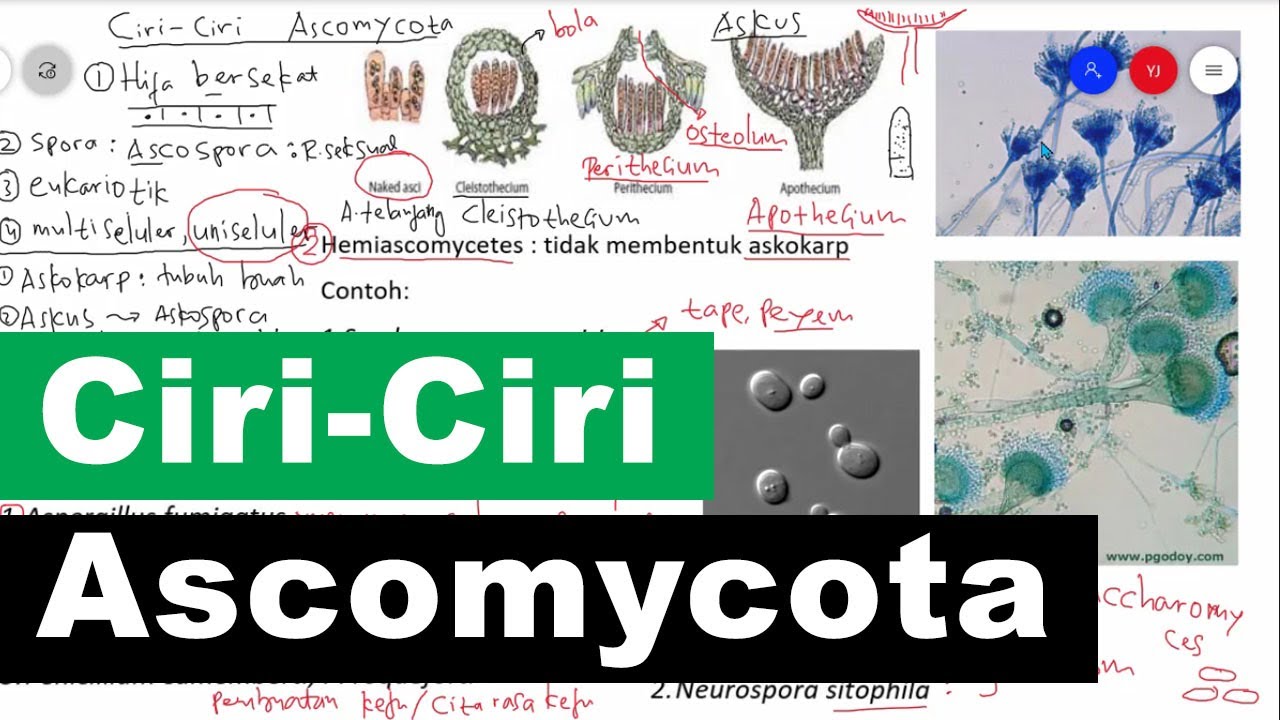 Ciri-Ciri Ascomycota Serta Contoh dan Peranan Ascomycota - Kingdom Fungi Biologi Kelas 10
