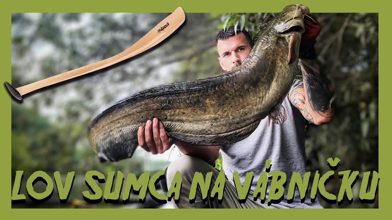 Lov sumca na vábničku | Clonk catfish