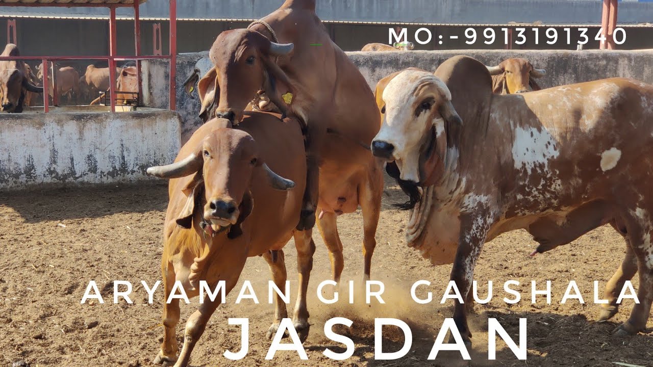 Gir Bull_Nano Rader_Semen_Available| ARYAMAN GIR GAUSHALA