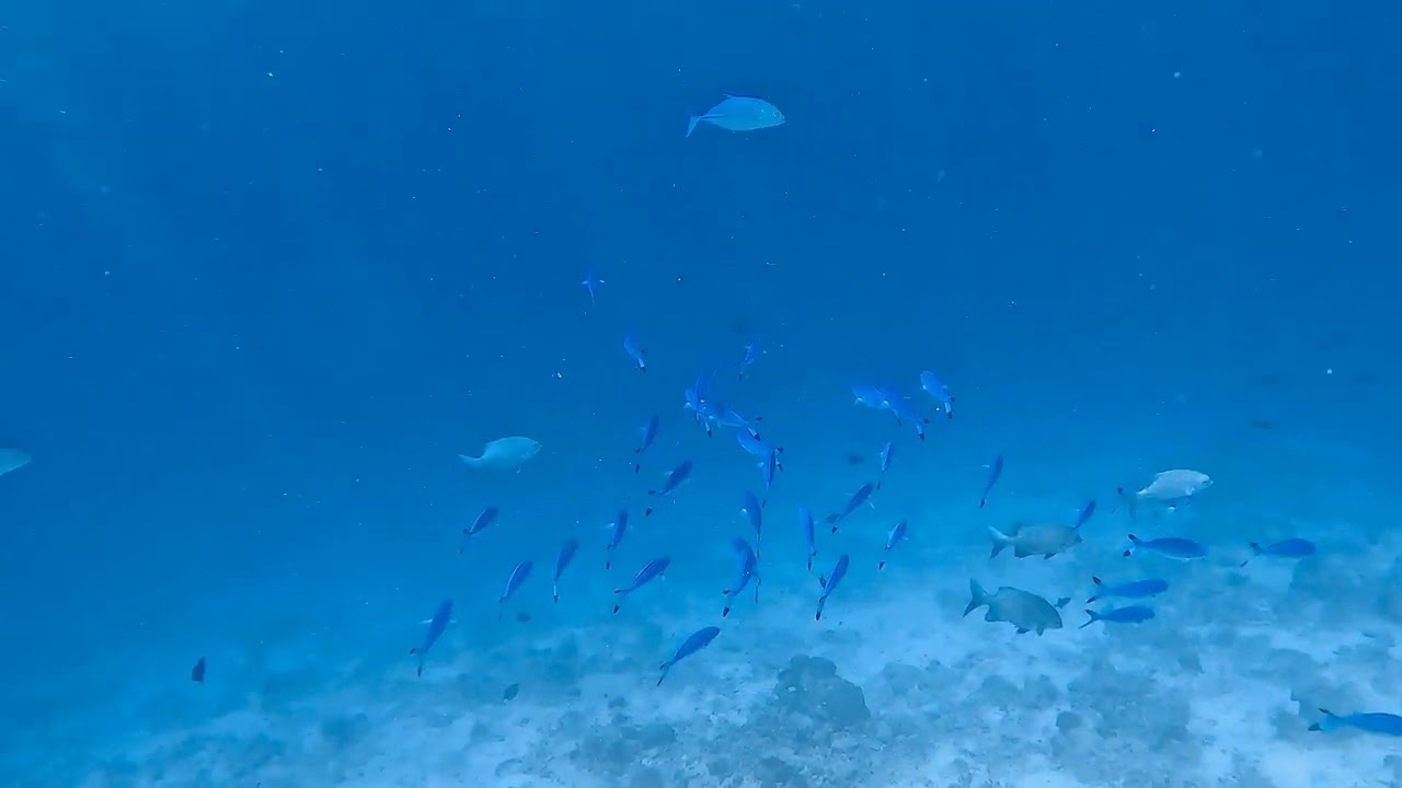 Kudafushi Maldives housereef snorkeling on October 30th 2025 morning