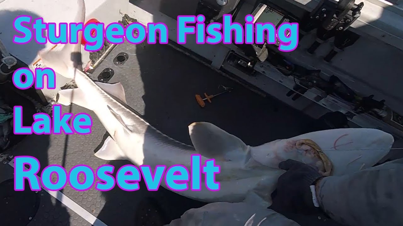 Sturgeon Fishing on Lake Roosevelt - www.FishingWa.us