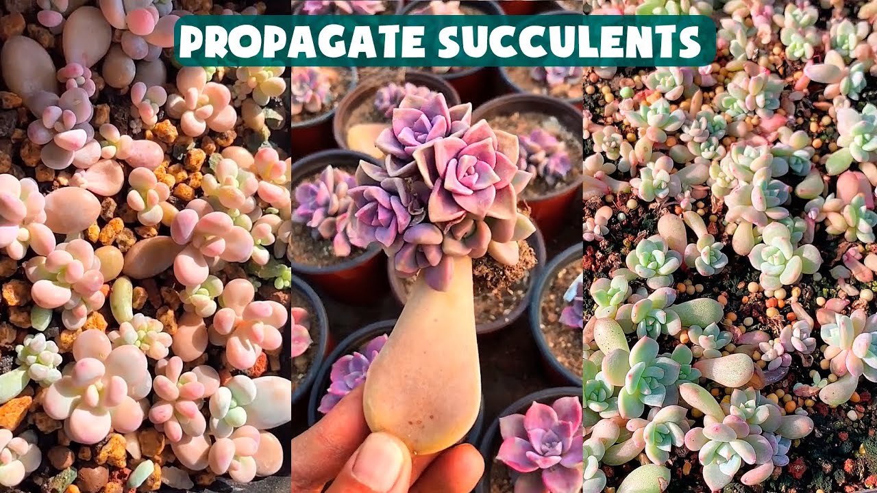Propagate Succulents From Leaves| Nhân giống sen đá bằng lá| 多肉植物| 다육이들 | Suculentas