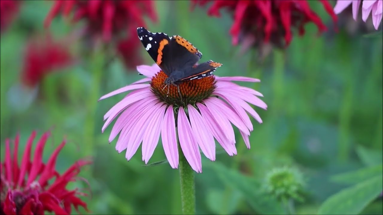 PURPLE CONEFLOWER - You need this in your 2024 Pollinator Garden @CEGNatives