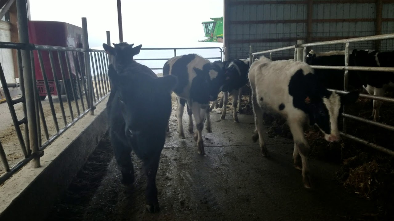How we make our steer barn work for us.