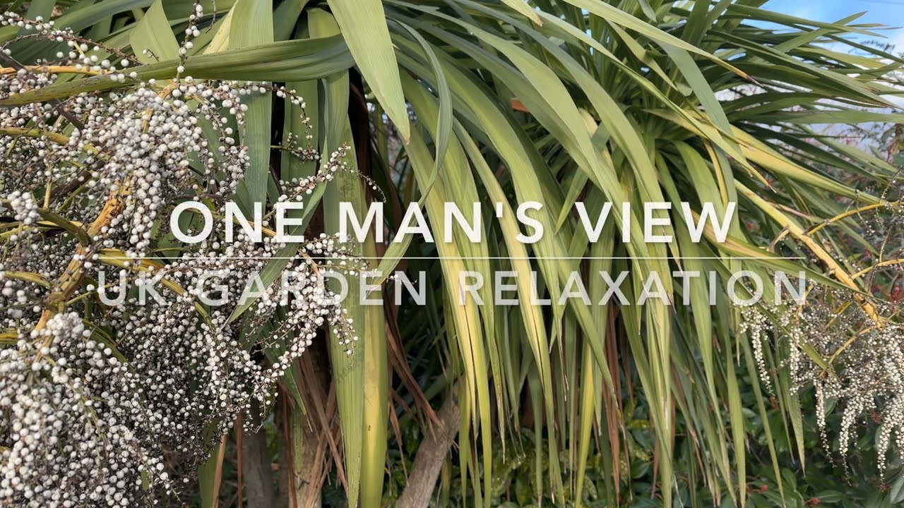 Gentle Breeze through a Yucca Tree | Bird Sounds | Calm Garden Nature Sounds | No AI | HD Audio | UK
