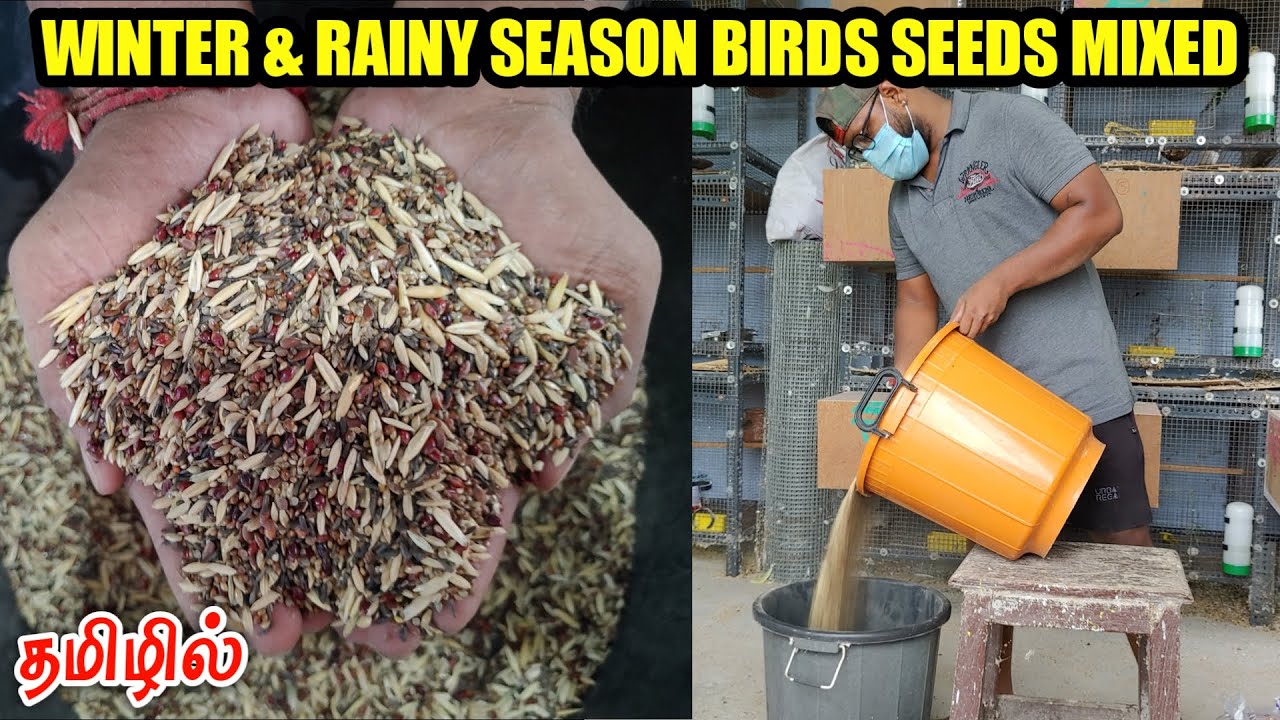 Rainy & Winter Season Pet Birds Top 10 Types of Seeds Mixing | தமிழில் | Fancy Birds Chennai