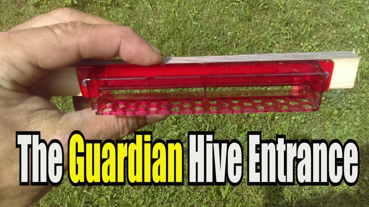 Guardian Hive Entrance (Small Hive Beetle Prevention)